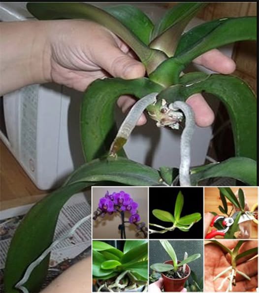 Cum se inmulteste cu succes orhideea. Asa iti poti umple casa cu aceste flori