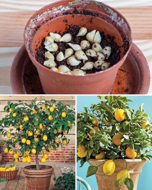 Cum sa cultivi un lamâi la tine acasă din semințe – reguli esențiale