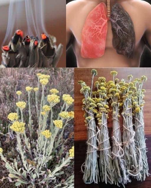 Majoritatea oamenilor nu au idee cât de importantă este această plantă, o minunată…