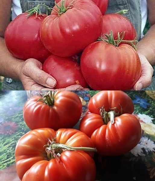 Stropește roșiile cu cenușă, lapte sau drojdie și le scapi de boli. 6 îngrășăminte bio pe care le ai în casă