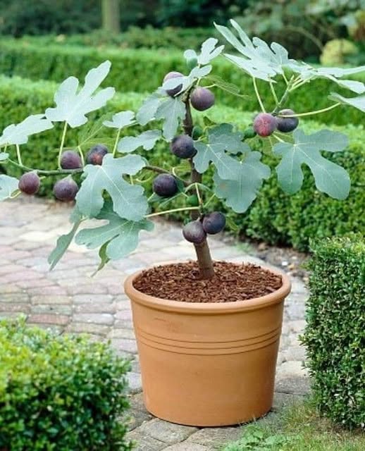 Copacul care îți binecuvântează casa și te scapă de drumurile la farmacie. Află de ce trebuie neapărat să îl plantezi în grădină