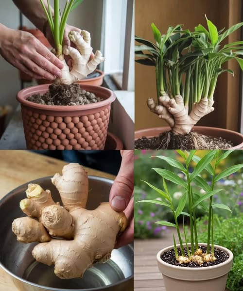 Cum Să Crești Ghimbir Acasă Pentru o Provizie Continuă