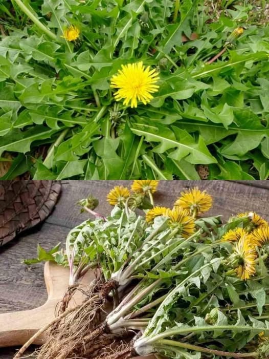 Planta pe care o vezi în imagine se numește păpădie și este una dintre cele mai minunate plante