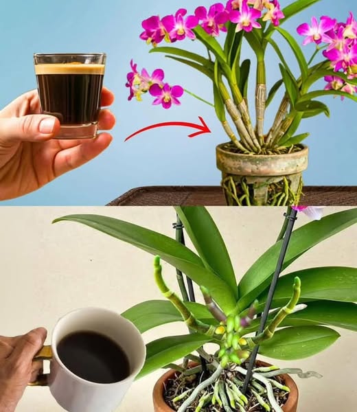 Toarnă 1 ceașcă de elixir de orez și usturoi pe rădăcini! Orhideea a revenit imediat la viață și a înflorit tot anul!