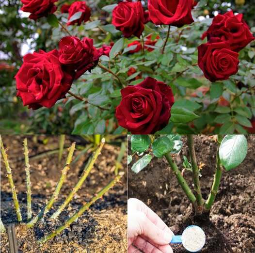 Ce sa pui la radacina trandafirilor in luna aprilie pentru o inflorire bogata si de durata