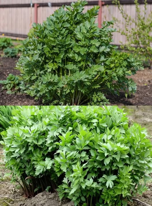 Cum se cultivă, de fapt, leușteanul: ,5 sfaturi importante pentru o “tufă” bogată.