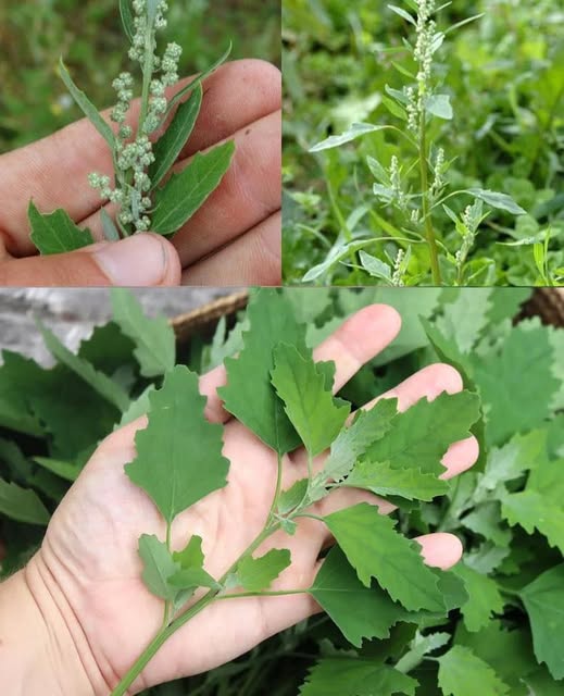 Crește peste tot, dar majoritatea oamenilor nu cunosc importanța sa.