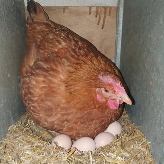 Evitaţi ouăle provenite de la găinile crescute în curte. Avertisment din partea Institutului Naţional pentru Sănătate Publică