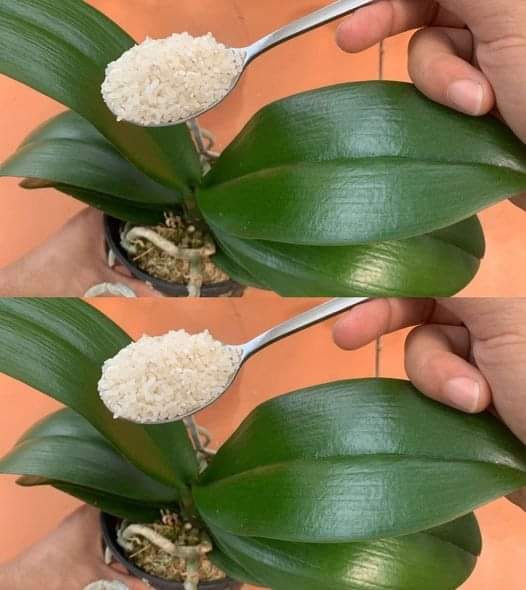 Dacă îți hrănești orhideea în acest fel, ea va înflori timp de patru sezoane.