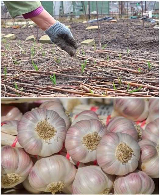 Presar usturoiul primăvara, după răsărire, cu acest amestec. Frunzele nu se îngălbenesc, iar cățeii cresc mari cât un pumn: împărtășesc îngrășământul în comentarii