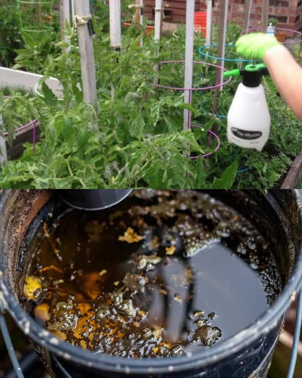 Ghid practic: 9 tratamente ecologice pentru o grădină sănătoasă