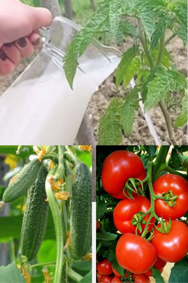 Drojdia – un truc natural pentru roșii și castraveți viguroși