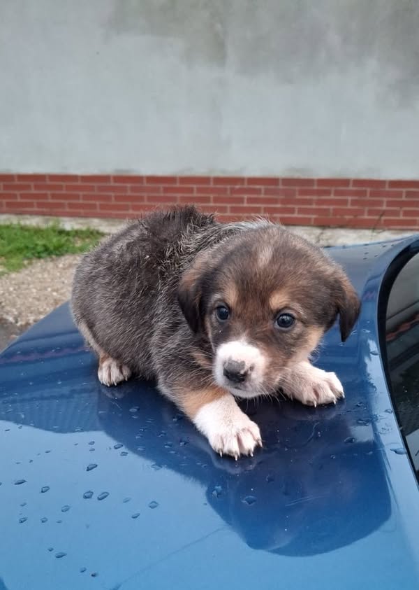 Taxa pe câine a fost introdusă în România. Cât este si de ce o plătesc și oamenii fără patrupezi