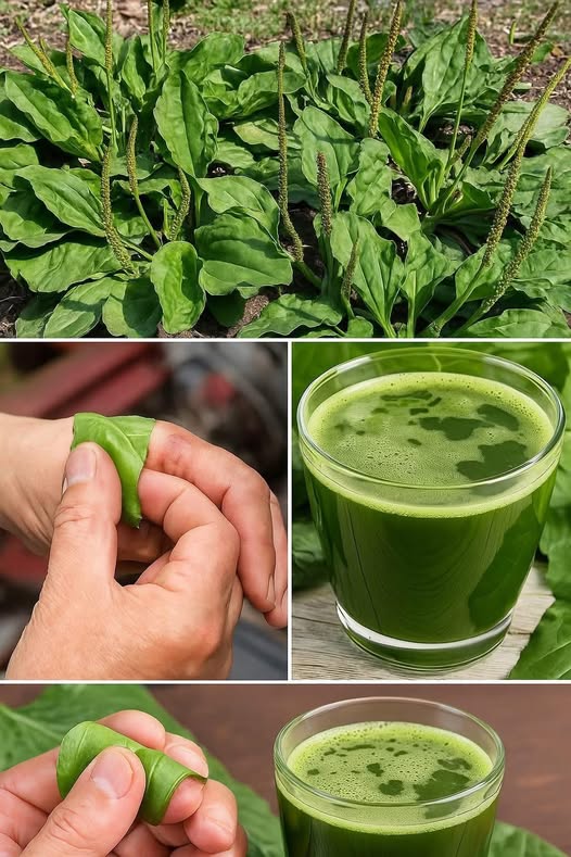 Această plantă crește peste tot, iar oamenii pur și simplu o ignoră pentru că nu cunosc valoarea e