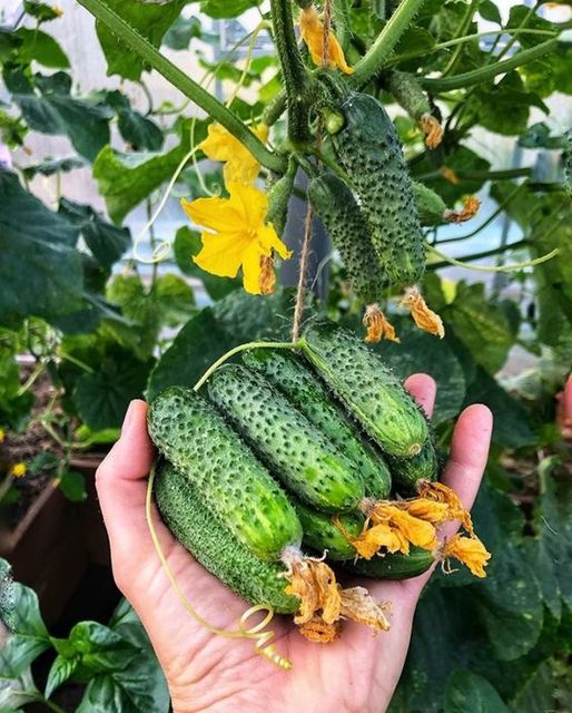 Cum să cultivi castraveți sănătoși și gustoși – Ghid esențial