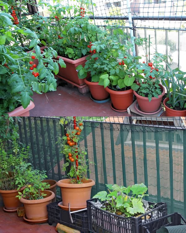 Legume ușor de crescut în apartament, chiar dacă stai la bloc