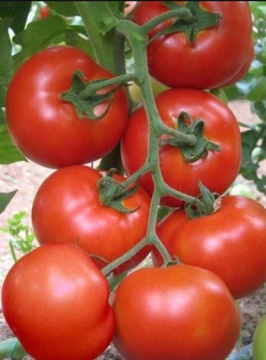 506534922 1149585667209663 8878784456581357442 n