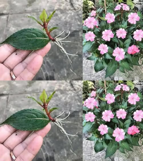 509910466 1156316559869907 1001727449256036740 n