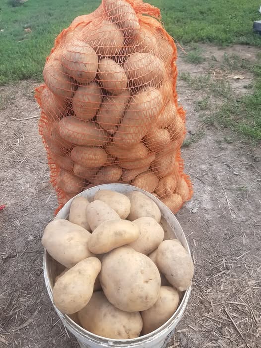 A cumpărat un sac de cartofi de la piata, dar cand a ajuns acasa si a vazut ce era in el, a inceput sa urle la nevasta si la copii..