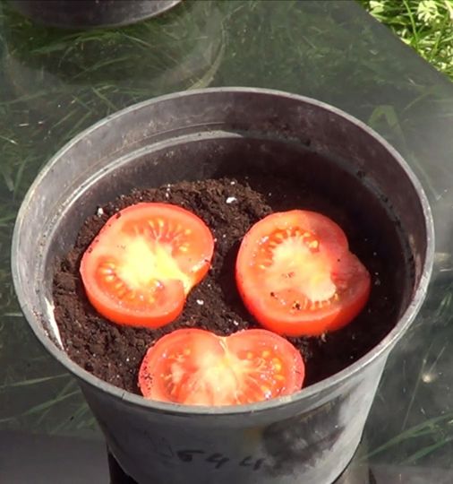 A pus cateva felii de roșie într-un ghiveci plin cu pământ! Am crezut prima oară că este o glumă. Ce s-a întâmplat după 10 zile este incredibil