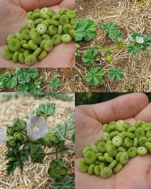 Crește peste tot, dar majoritatea oamenilor nu cunosc puterea acestei plante..