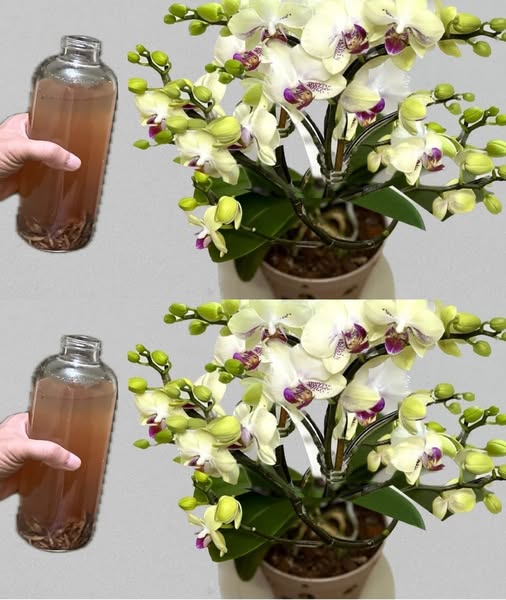 Truc natural pentru orhidee sănătoase și înfloritoare: soluția care face minuni!