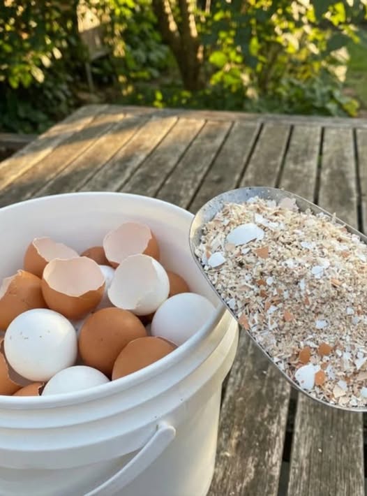 Nu le mai arunca. Fierbe cojile de ouă și spune adio