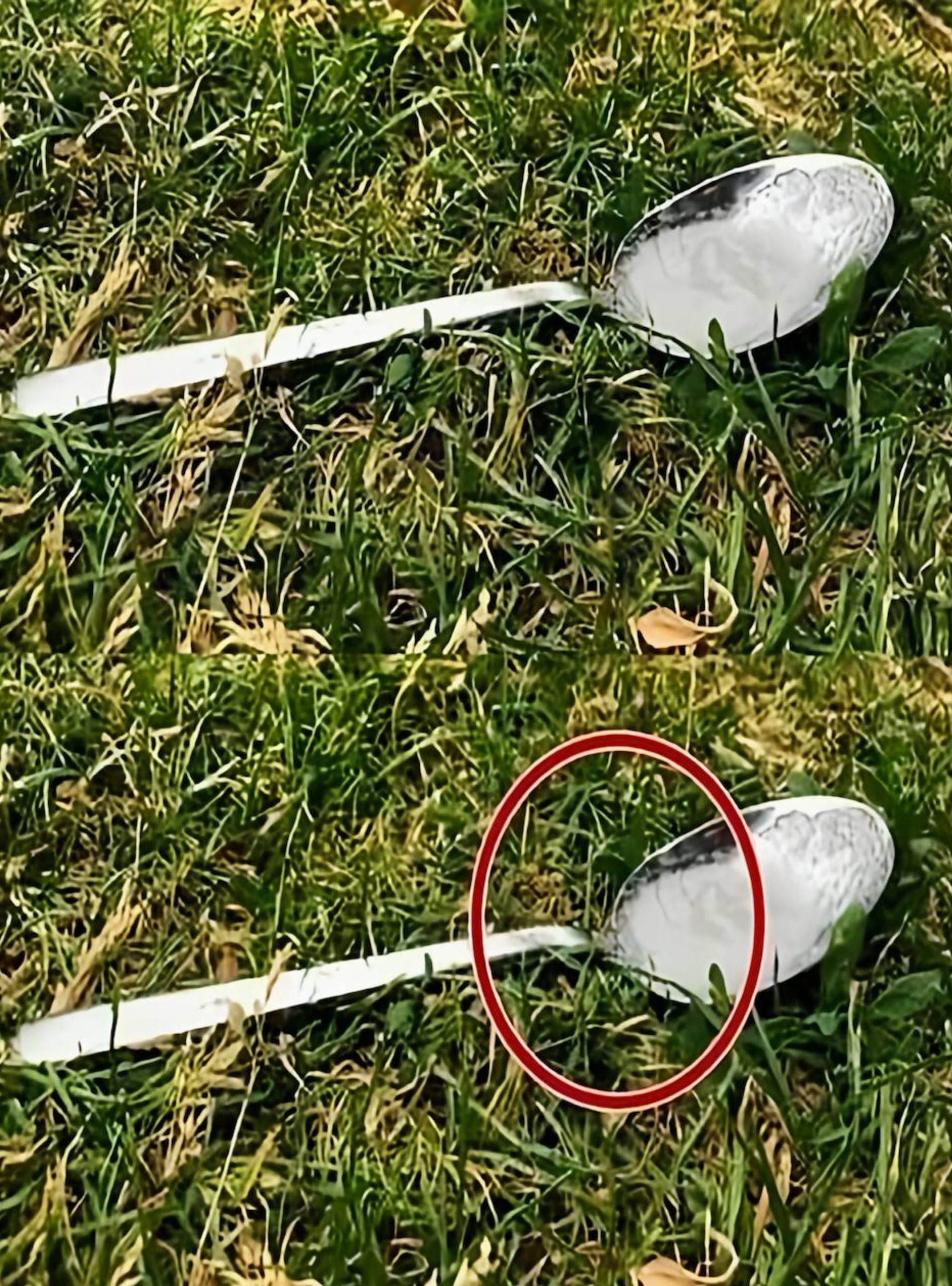 Pune o lingură de zahăr în curte înainte să pleci de acasă. Motivul are legătură cu supraviețuirea albinelor