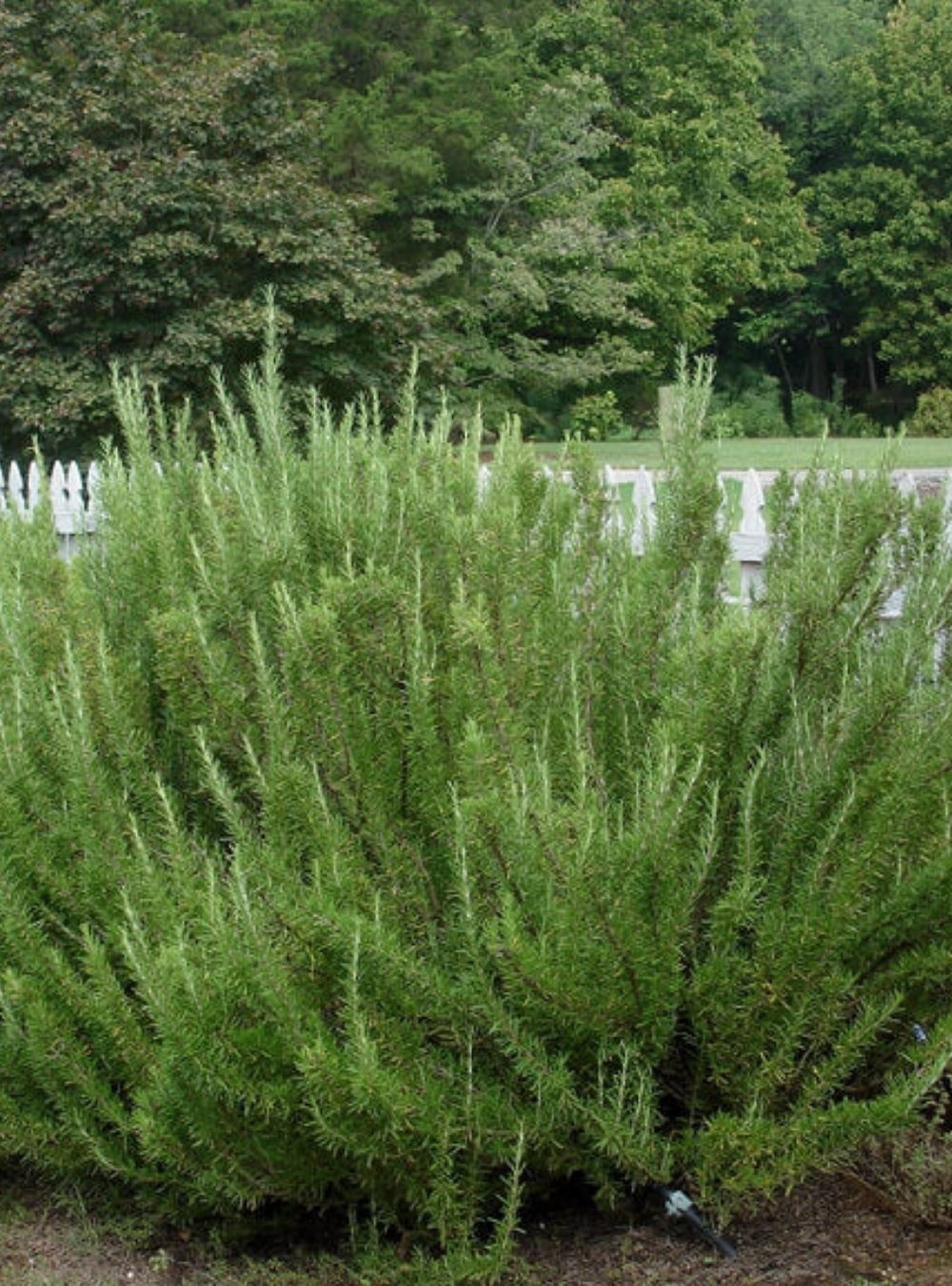 Planta pe care trebuie să o plantezi în grădina ta în grădina