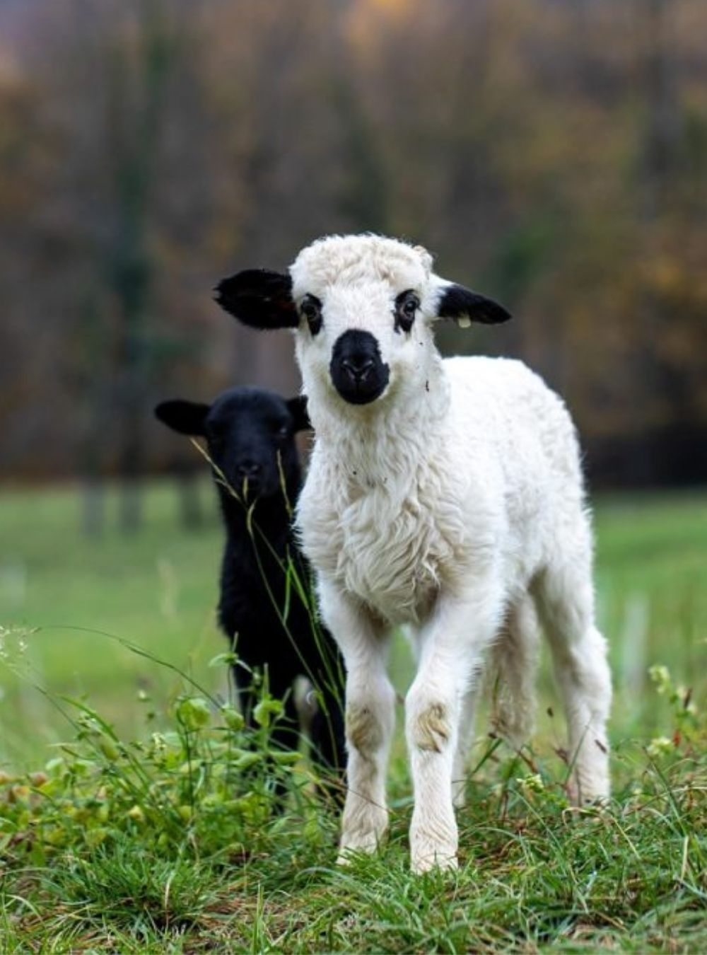 Creștere semnificativă a prețului la carnea de miel înainte de Paște