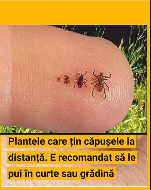 Plantele care țin căpușele la distanță. E recomandat să le pui în curte sau grădină