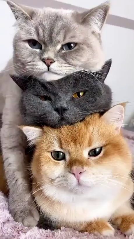 Nostradamus a prezis că persoanele care au o pisică acasă vor…