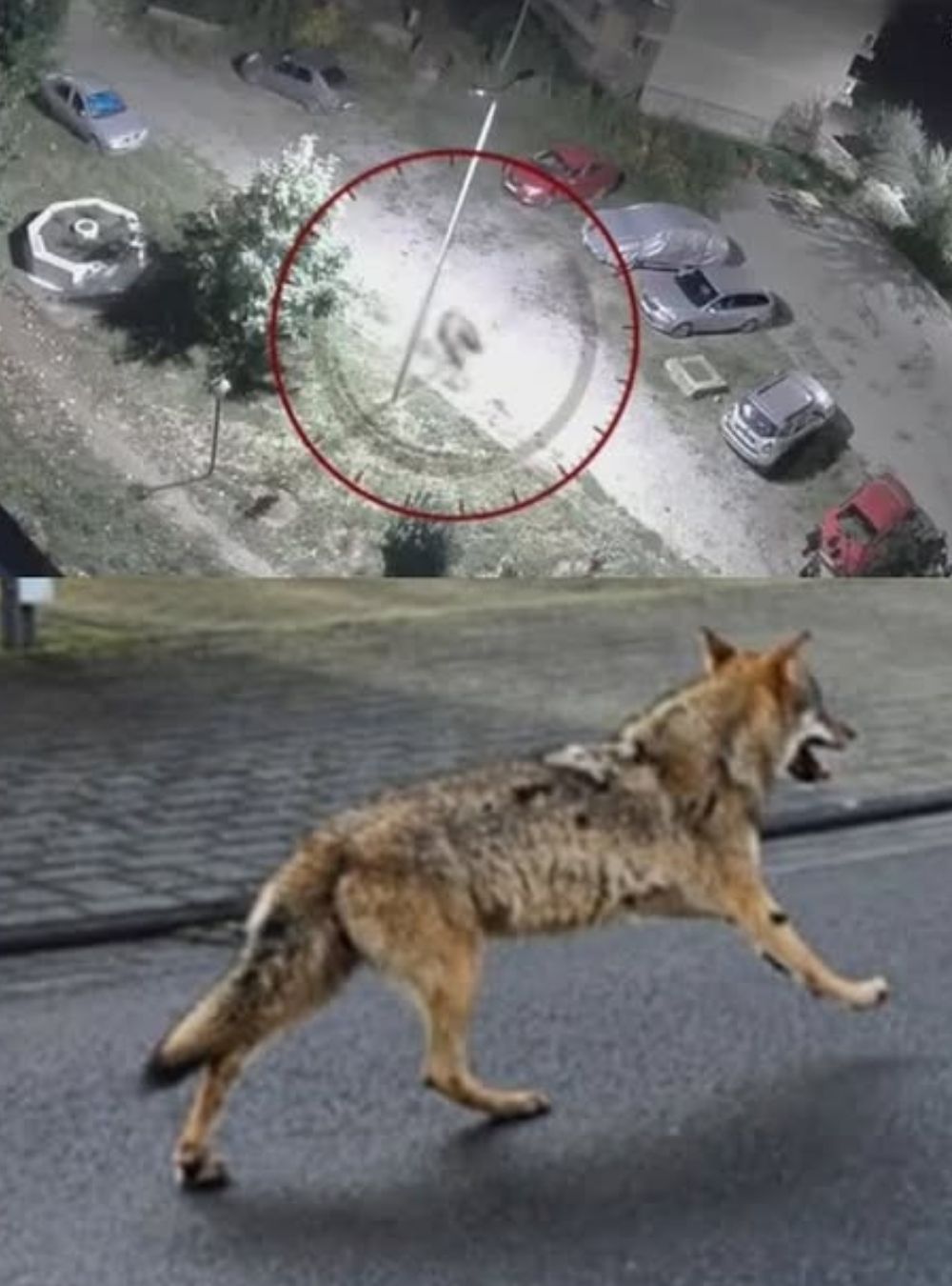 Lupi pe străzile din B…