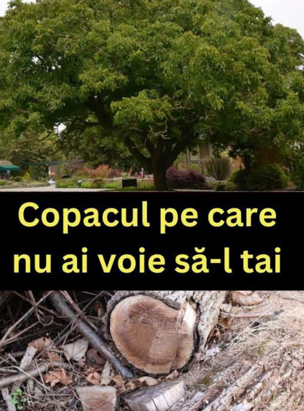AMENDA E URIAȘĂ! Nu ai voie să tai acest copac sub nicio formă, chiar dacă se află la tine în curte