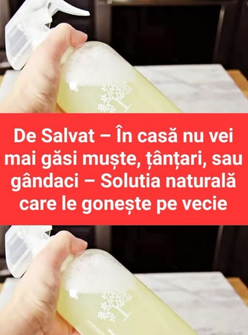 De Salvat – În casă nu vei mai găsi muște, țânțari, sau gândaci – Solutia naturală care le gonește pe vecie