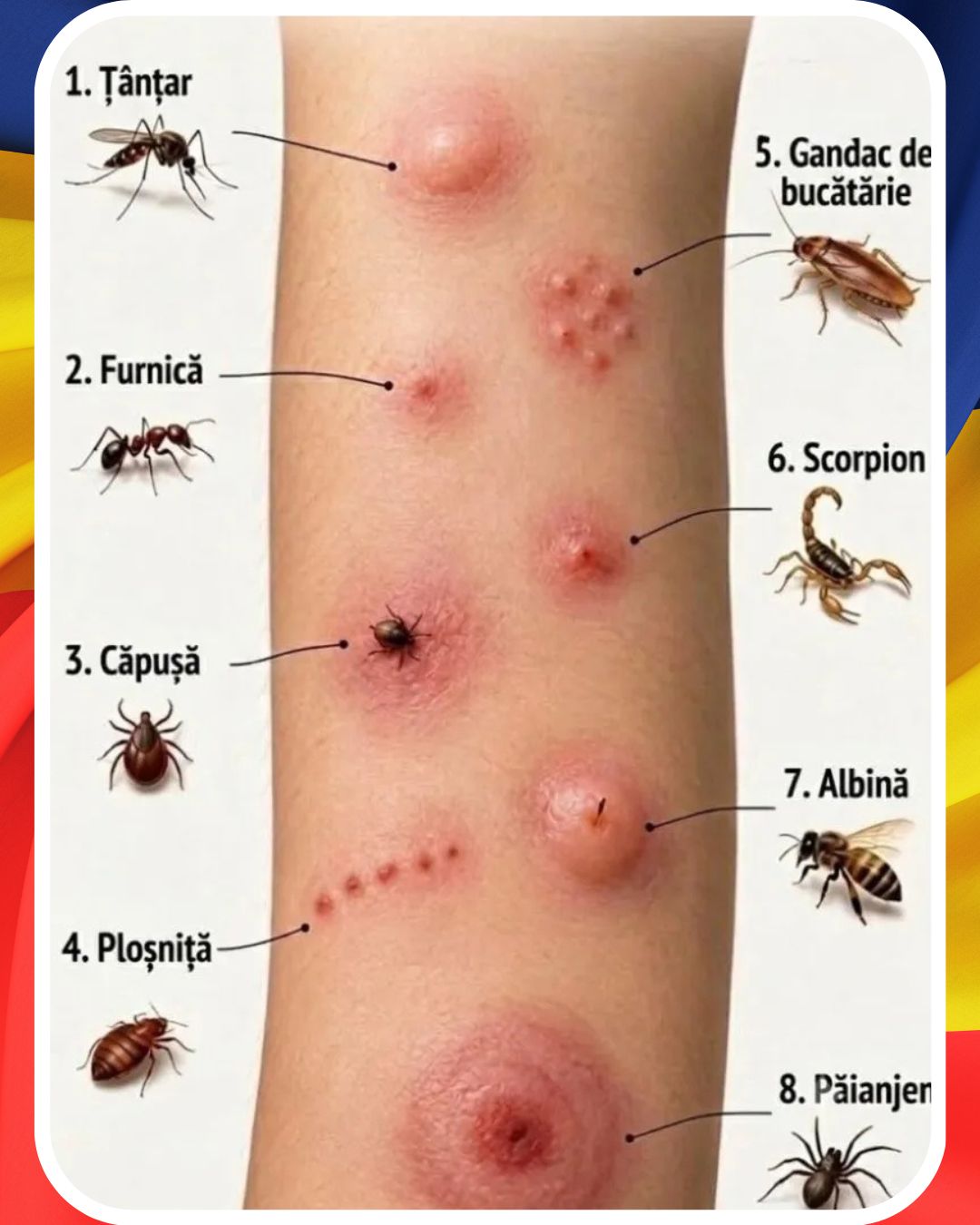 Cum recunoști mușcăturile și înțepăturile de insecte. Semnele care necesită ajutor medical
