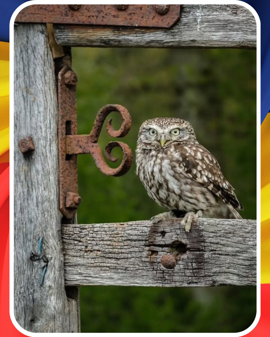 Știai că bufnițele dau târcoale casei tale atunci când…