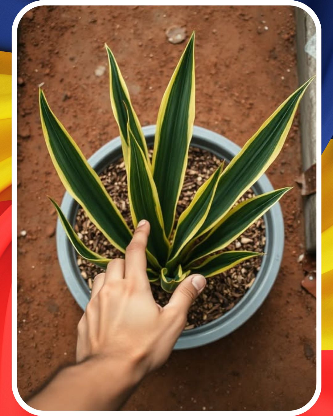 Dacă ții această plantă în casă, înseamnă că are… află în continuare.