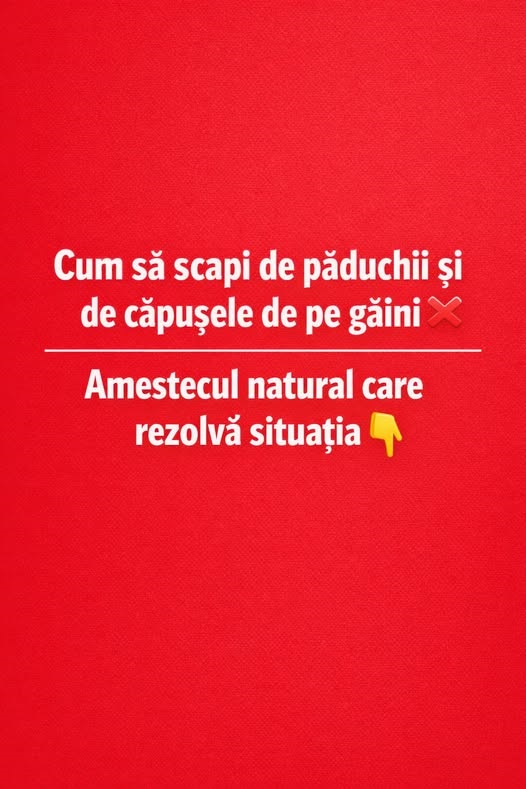 Cum scapi de păduchii și acarienii găinilor fără să le pui în pericol. Pașii esențiali