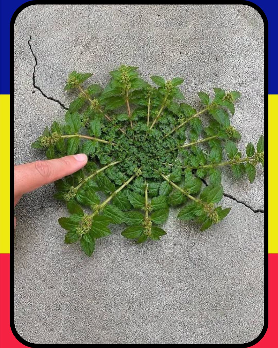 O frunză din planta asta poate valora cât o adevărată mică comoară!